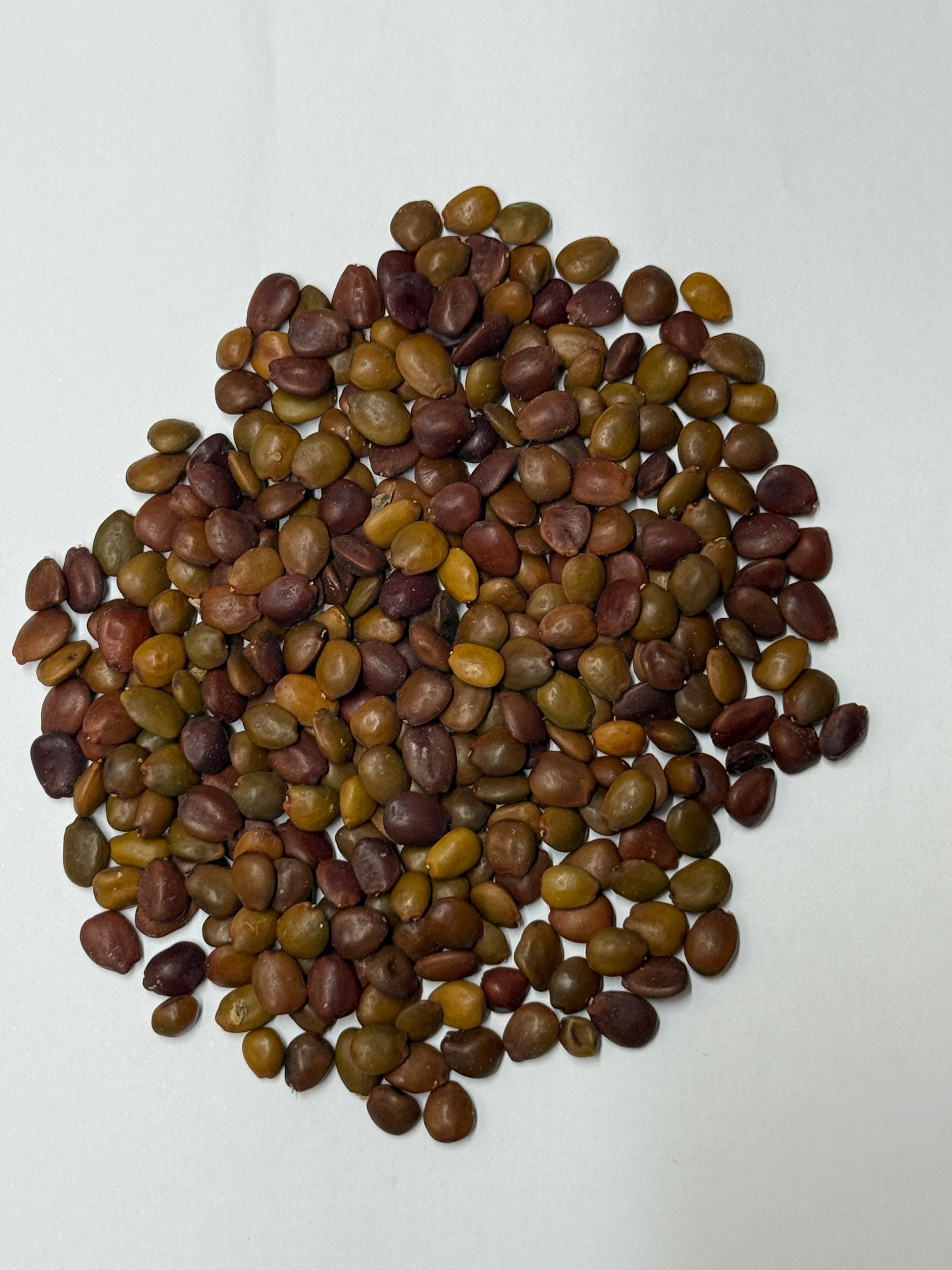 Loose carob seeds in mixed green, tan and reddish-brown tones