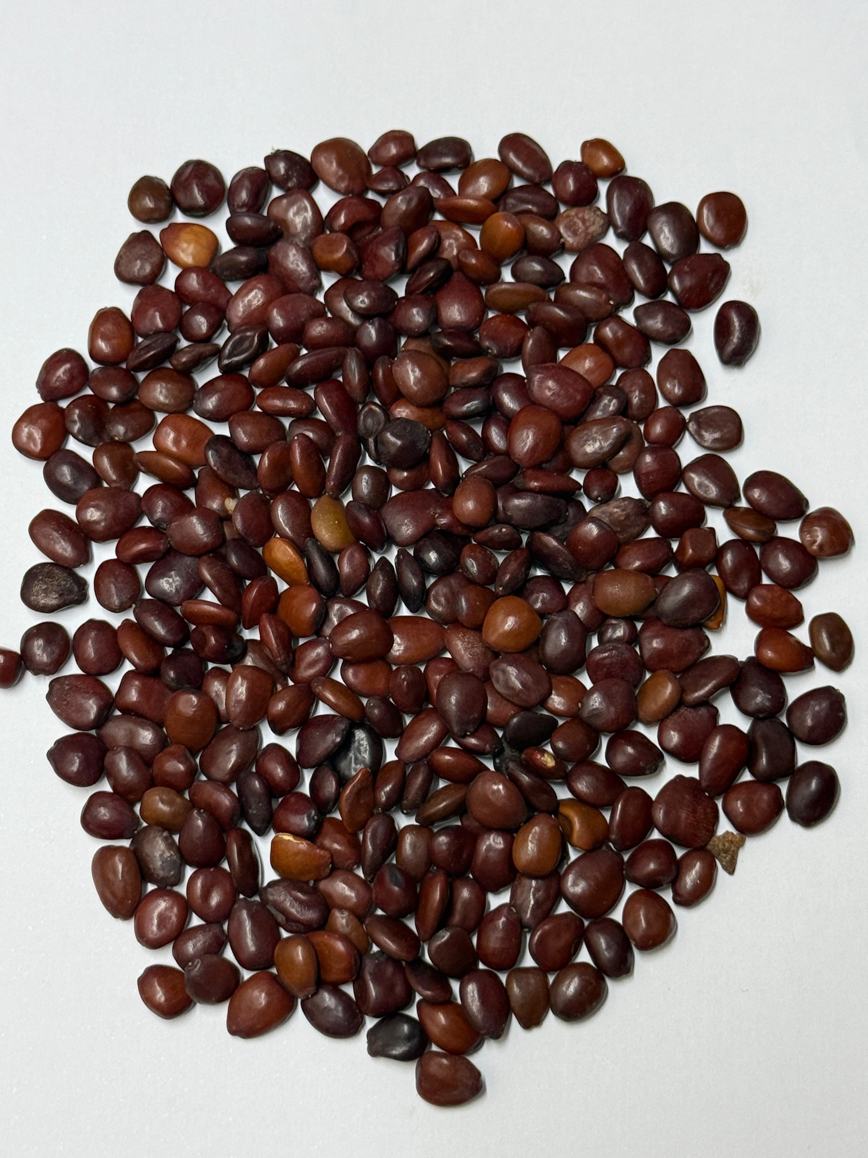 Loose carob seeds in a more uniform dark reddish-brown tone